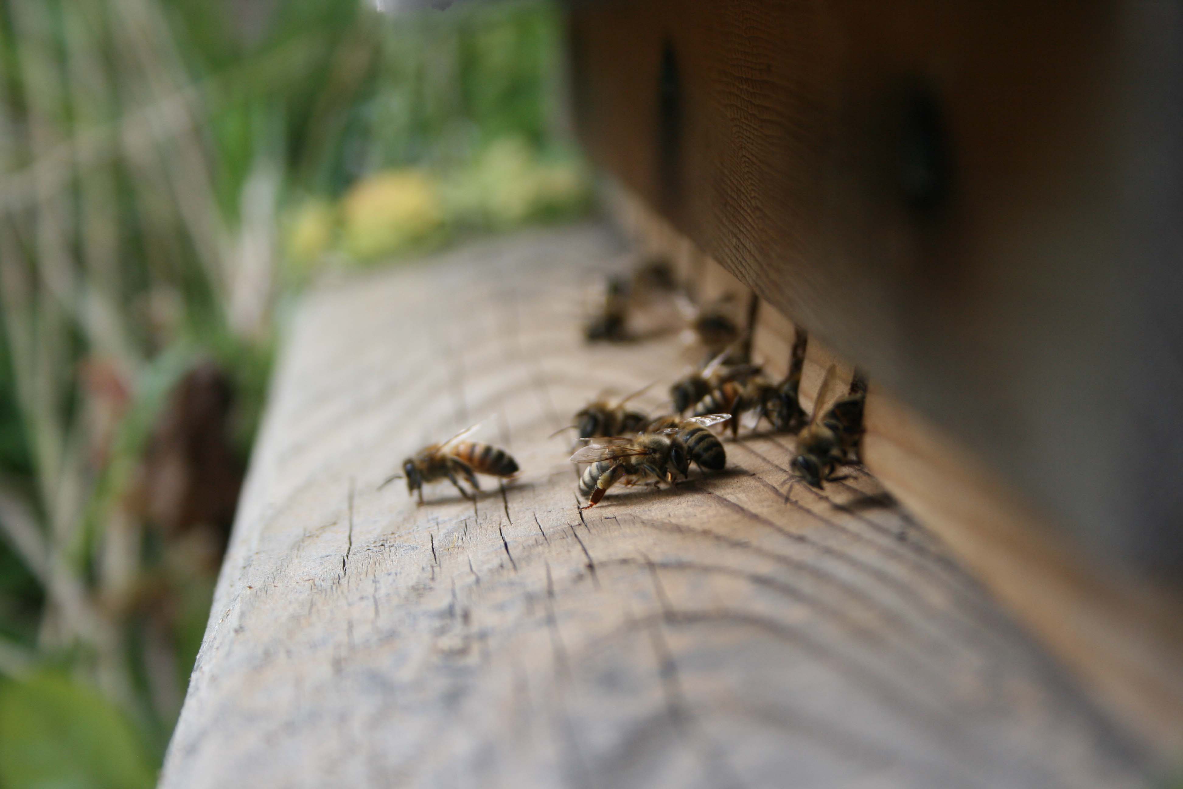 wasps-attacking-bees 005a_0.jpg
